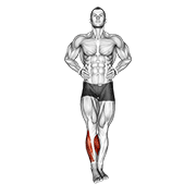 Ankle Circle demonstration animation