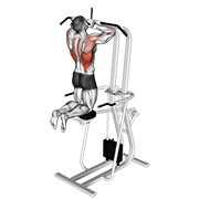 Assisted Parallel Close Grip Pull Up demonstration animation