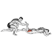 Assisted Prone Hamstring demonstration animation