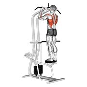 Assisted Standing Chin Up demonstration animation