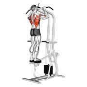 Assisted Standing Pull Up demonstration animation