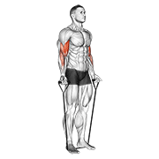 Band Alternating Biceps Curl demonstration animation