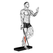 Band Single Leg Reverse Calf Raise demonstration animation