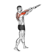 Band Standing Rear Delt Row demonstration animation
