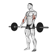 Barbell Reverse Curl demonstration animation