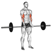 Barbell Standing Close Grip Curl demonstration animation