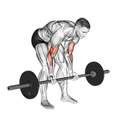 Barbell Standing Concentration Curl demonstration animation