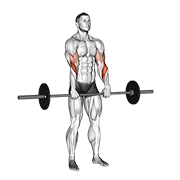 Barbell Standing Reverse Grip Curl demonstration animation