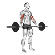 Barbell Standing Wide Grip Biceps Curl demonstration animation