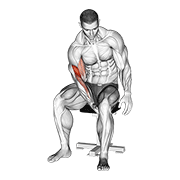 Biceps Leg Concentration Curl demonstration animation