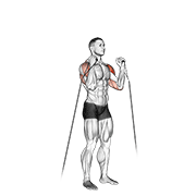 Cable Alternate Shoulder Press demonstration animation