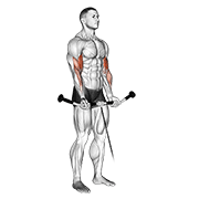 Cable Curl demonstration animation