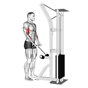 Cable Drag Curl demonstration animation