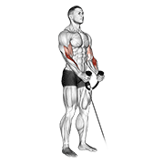 Cable Hammer Curl With Rope demonstration animation