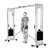 Cable Lateral Raise demonstration animation
