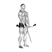 Cable Shrug demonstration animation
