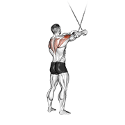Cable Standing Cross Over High Reverse Fly demonstration animation