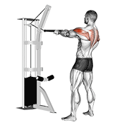 Cable Standing Rear Delt Row With Rope demonstration animation