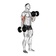 Dumbbell Alternate Biceps Curl demonstration animation