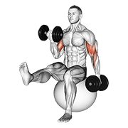 Dumbbell Alternating Bicep Curl With Leg Raised On Exercise Ball demonstration animation
