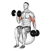 Dumbbell Alternating Seated Bicep Curl On Exercise Ball demonstration animation