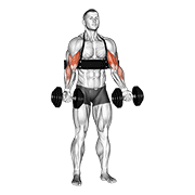 Dumbbell Biceps Curl With Arm Blaster demonstration animation