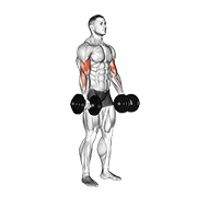 Dumbbell Biceps Curl demonstration animation