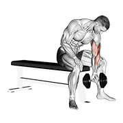 Dumbbell Concentration Curl demonstration animation