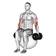 Dumbbell Hammer Curl On Exercise Ball demonstration animation