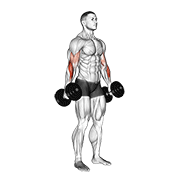 Dumbbell Hammer Curl V2 demonstration animation