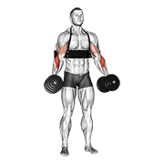 Dumbbell Hammer Curls With Arm Blaster demonstration animation