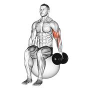 Dumbbell One Arm Seated Bicep Curl On Exercise Ball demonstration animation