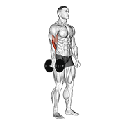 Dumbbell One Arm Standing Hammer Curl demonstration animation