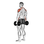 Dumbbell Rear Delt Raise demonstration animation