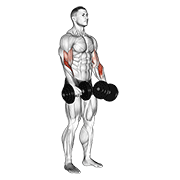 Dumbbell Revers Grip Biceps Curl demonstration animation