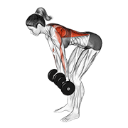 Dumbbell Reverse Grip Row demonstration animation