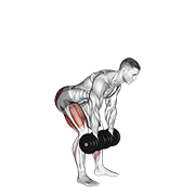 Dumbbell Romanian Deadlift demonstration animation