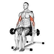 Dumbbell Seated Bicep Curl demonstration animation