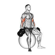 Dumbbell Seated Biceps Curl On Stability Ball demonstration animation