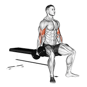 Dumbbell Seated Curl demonstration animation