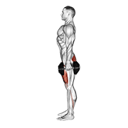 Dumbbell Squat demonstration animation