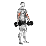 Dumbbell Standing Biceps Curl demonstration animation