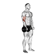 Dumbbell Standing One Arm Reverse Curl demonstration animation
