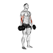 Dumbbell Standing Reverse Curl demonstration animation