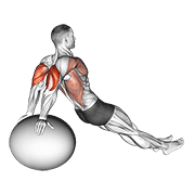Exercise Ball Dip demonstration animation