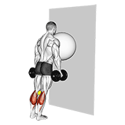 Exercise Ball On The Wall Calf Raise Tennis Ball Between Knees demonstration animation
