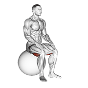 Exercise Ball Seated Hamstring Stretch demonstration animation