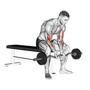 Ez Bar Seated Close Grip Concentration Curl demonstration animation