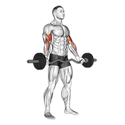 Ez Barbell Standing Wide Grip Biceps Curl demonstration animation