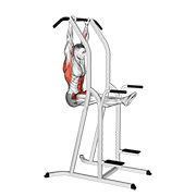 L Sit Pullup demonstration animation